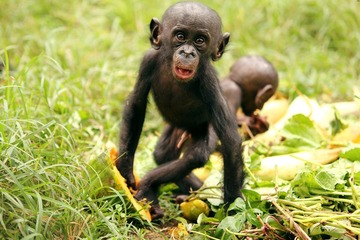 Mayele