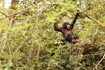 At lola-Kindu_1600.jpg
