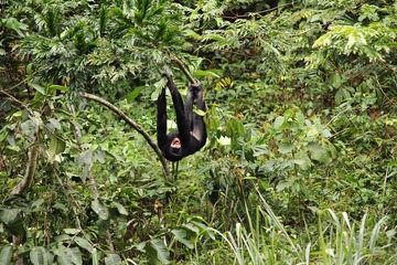 At lola-Mabali the tree hugger-2_1600.jpg