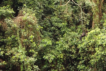 At Lola-Mabali the tree hugger-3_1600.jpg