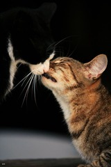 kiss