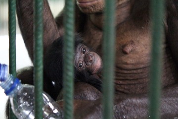 Baby boom-Bolingo-1day-2_1600.jpg