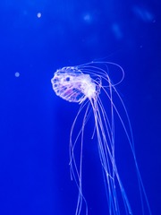 _DSC0285