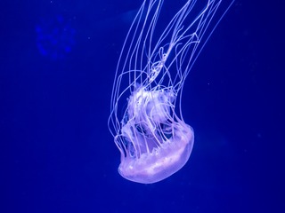 _DSC0352