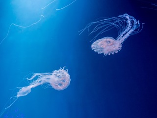 _DSC0353
