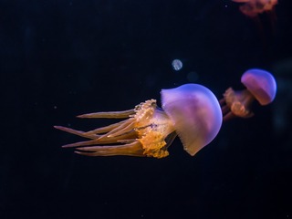 _DSC0363
