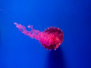 _DSC0315