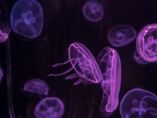 _DSC0366