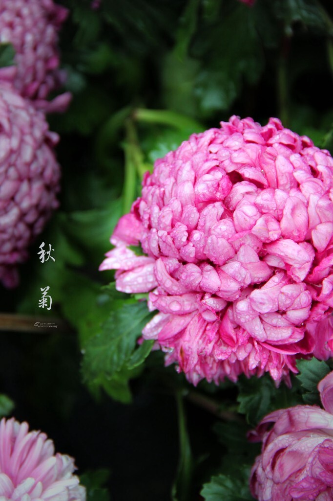 秋菊