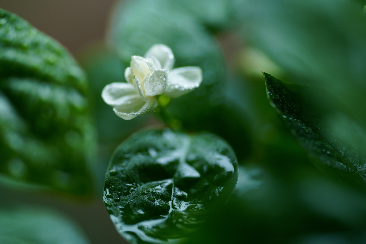 雨中的茉莉花