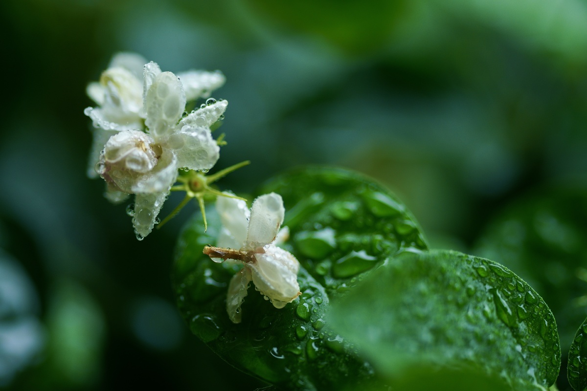 雨中的茉莉花