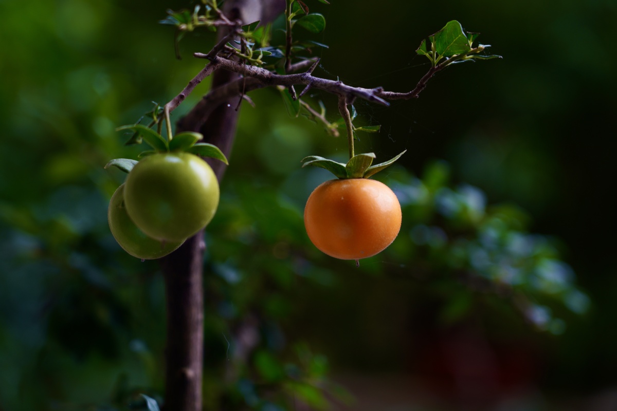 金蛋子秋天果实
