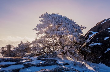 雪松傲立