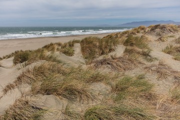 SF coast meadow04