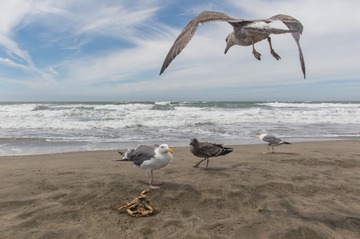 seagull in SF coast10