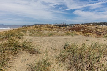 SF coast meadow03