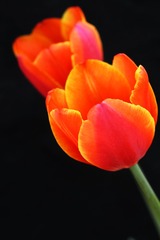 C03P1061