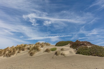 SF coast meadow01