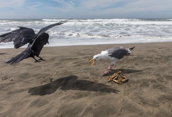seagull in SF coast03