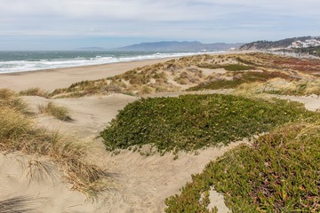 SF coast meadow09