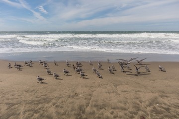seagull in SF coast14
