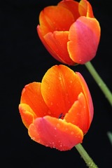 C03P1064