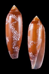 Conus aulicus 宫廷芋螺