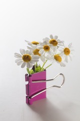daisy13