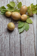 organic potato 07