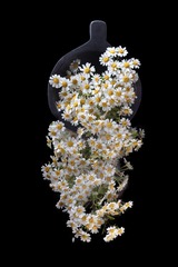 daisy1