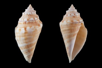 Lambis lambis（larval） 蜘蛛螺幼贝