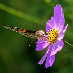 _DSC0540