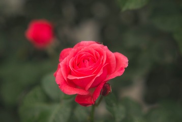 _IGP3298(1)