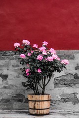 _IGP3299