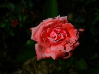 P1020446