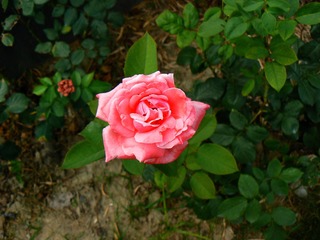 P1020447