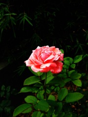 P1020448