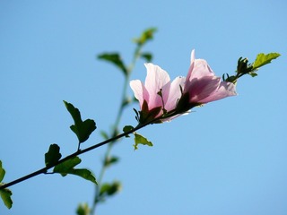 P1020590