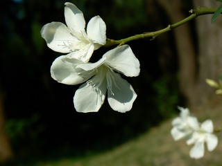 P1020598