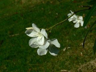 P1020599