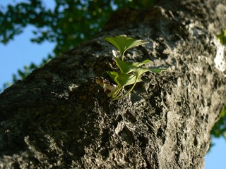 P1020612