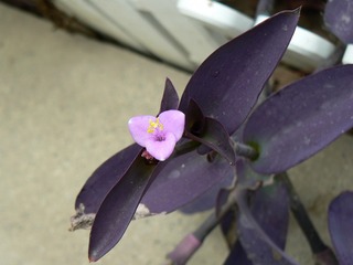 P1030028