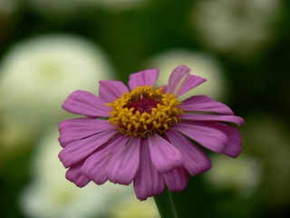P1030105