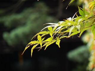 P1030280
