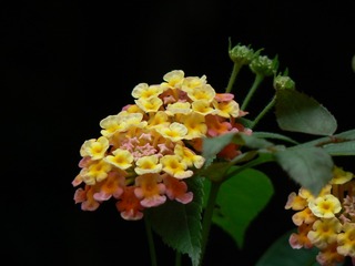 P1030341