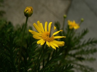 P1030879