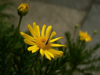 P1030881