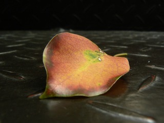 P1030927