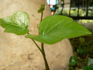 P1030928