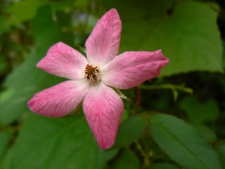 P1020082